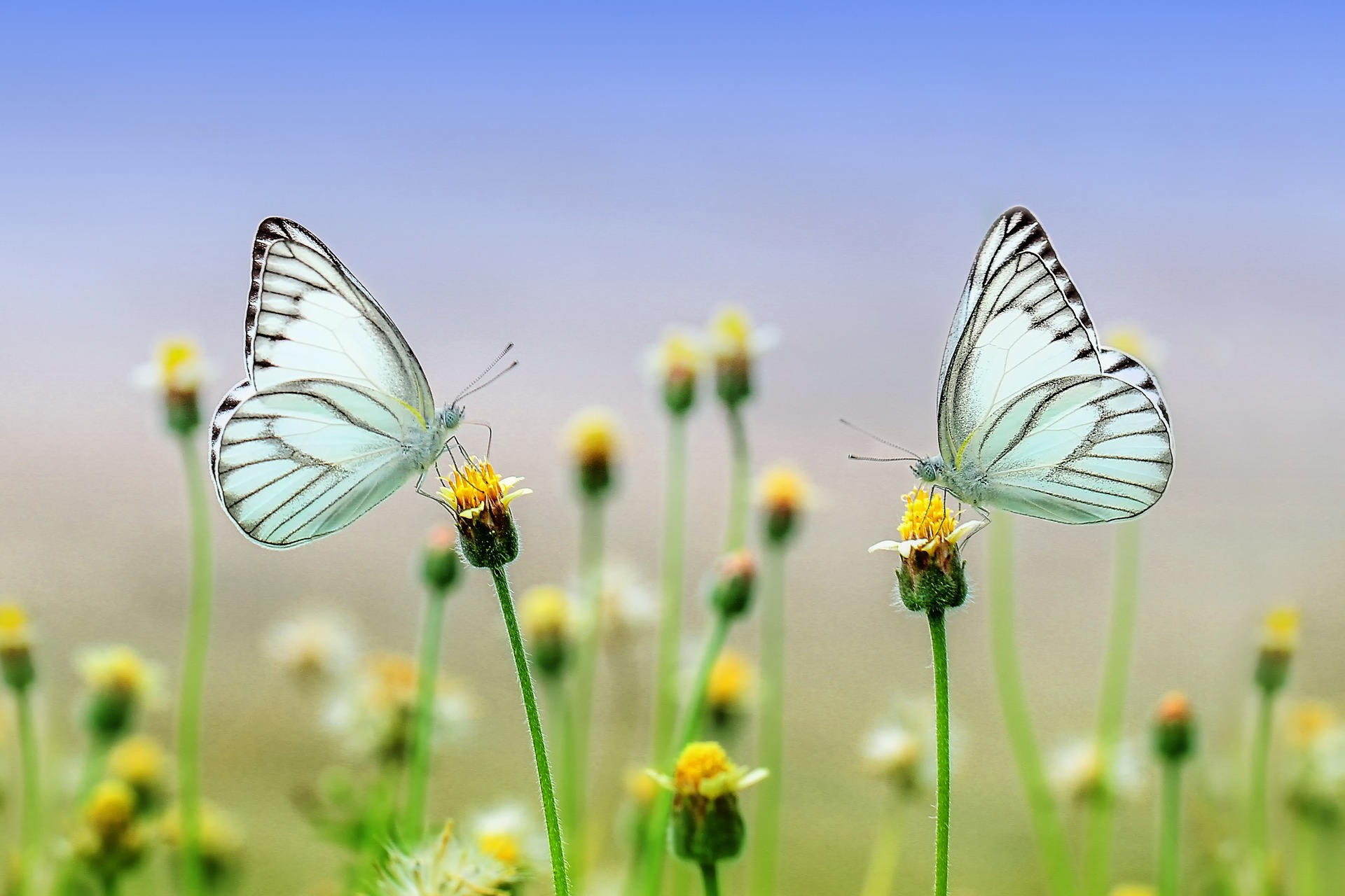 papillon